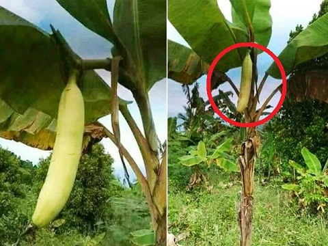 Xuất hiện quả chuối khổng lồ dài gần 1m, dân tình tranh cãi dữ dội: Thật hay đùa? - 4