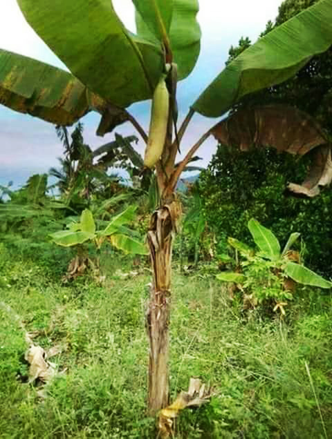 Xuất hiện quả chuối khổng lồ dài gần 1m, dân tình tranh cãi dữ dội: Thật hay đùa? - 2