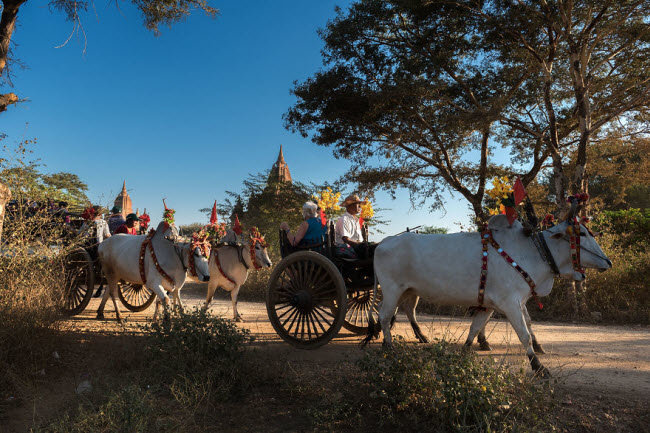 Du khách có thể khám phá phong cảnh và các ngôi đền cổ ở Bagan bằng xe bò kéo.
