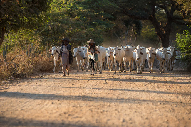 Nông dân dẫn đàn gia súc về nhà khi nắng chiều dần tắt.
