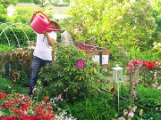 Nhà đẹp - Khu vườn rau thơm chuẩn Việt rộng đến 400m² tại Đức khiến bao người ngỡ ngàng