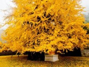 Ảnh đẹp Eva - Cây ngân hạnh 1.400 năm tuổi vàng rực một góc trời