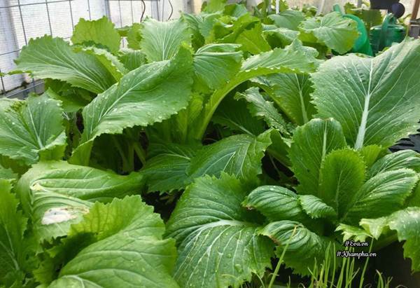 Ngưỡng mộ khu vườn rau quả sai trĩu đẹp như mơ của mẹ Việt ở trời Tây - 4