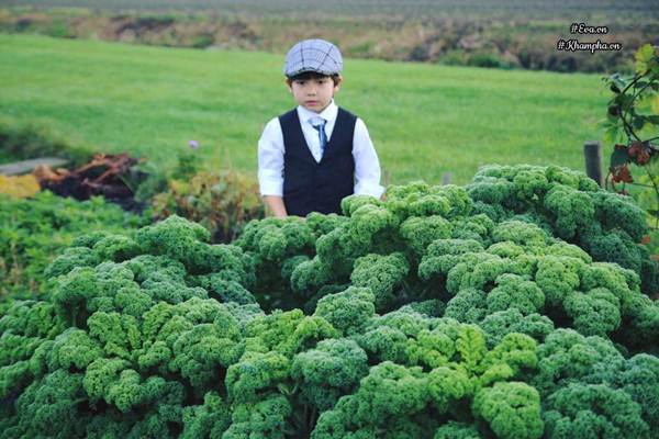 Ngưỡng mộ khu vườn rau quả sai trĩu đẹp như mơ của mẹ Việt ở trời Tây - 2