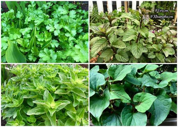 Ngưỡng mộ khu vườn rau quả sai trĩu đẹp như mơ của mẹ Việt ở trời Tây - 5
