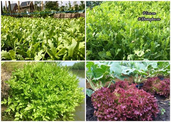Ngưỡng mộ khu vườn rau quả sai trĩu đẹp như mơ của mẹ Việt ở trời Tây - 10
