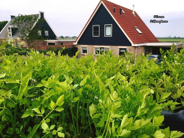 Ngưỡng mộ khu vườn rau quả sai trĩu đẹp như mơ của mẹ Việt ở trời Tây - 11