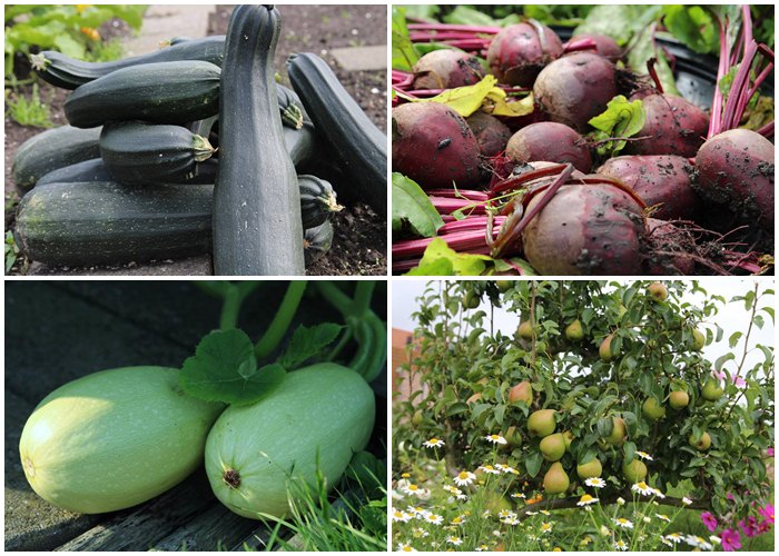 Ngưỡng mộ khu vườn rau quả sai trĩu đẹp như mơ của mẹ Việt ở trời Tây - 13
