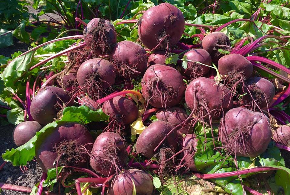 Ngưỡng mộ khu vườn rau quả sai trĩu đẹp như mơ của mẹ Việt ở trời Tây - 14