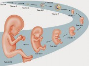 Bà bầu - Quá trình phát triển của thai nhi qua từng mốc quan trọng