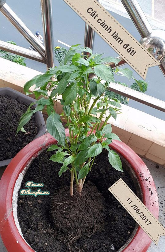 Ông bố Vũng Tàu bày cách trồng ớt sừng trâu ra 1000 quả amp;#34;ăn đã miệng, ngắm đã mắtamp;#34; - 4