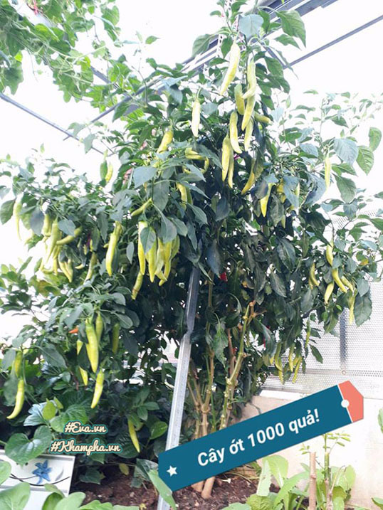 Ông bố Vũng Tàu bày cách trồng ớt sừng trâu ra 1000 quả amp;#34;ăn đã miệng, ngắm đã mắtamp;#34; - 11