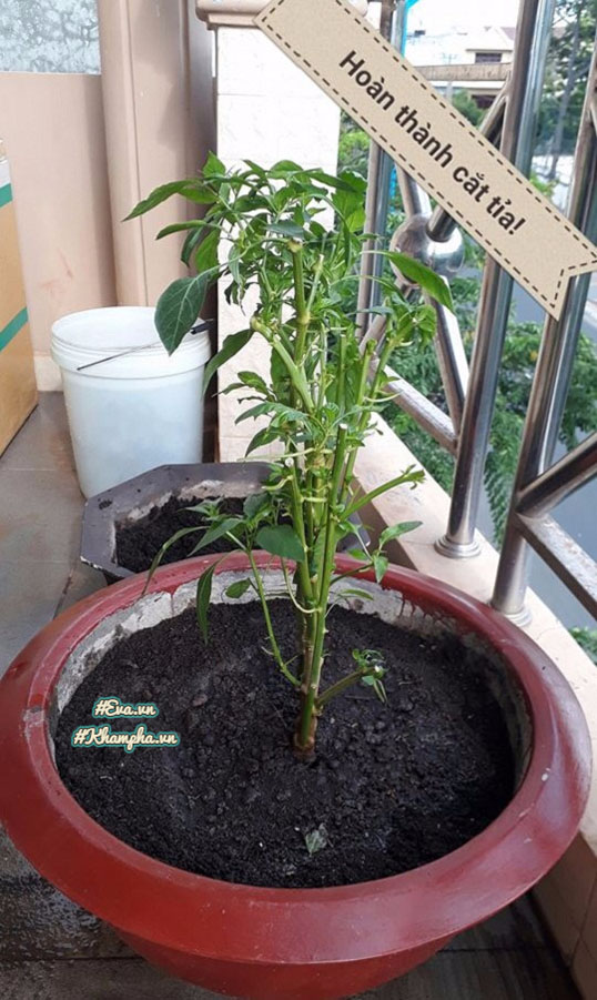 Ông bố Vũng Tàu bày cách trồng ớt sừng trâu ra 1000 quả amp;#34;ăn đã miệng, ngắm đã mắtamp;#34; - 5