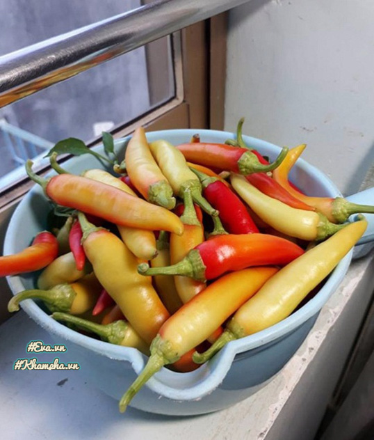 Ông bố Vũng Tàu bày cách trồng ớt sừng trâu ra 1000 quả amp;#34;ăn đã miệng, ngắm đã mắtamp;#34; - 9