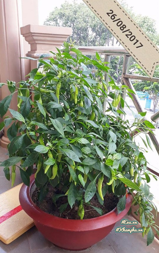 Ông bố Vũng Tàu bày cách trồng ớt sừng trâu ra 1000 quả amp;#34;ăn đã miệng, ngắm đã mắtamp;#34; - 7