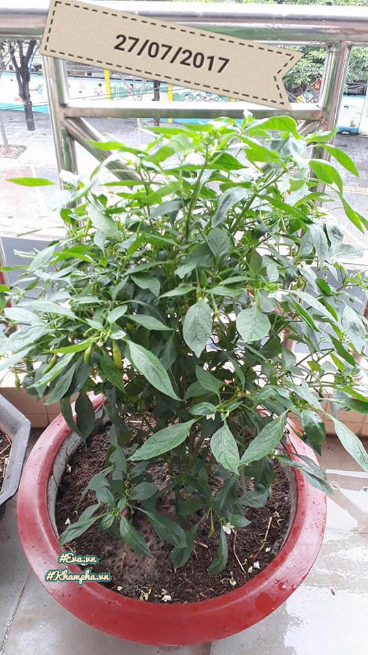 Ông bố Vũng Tàu bày cách trồng ớt sừng trâu ra 1000 quả amp;#34;ăn đã miệng, ngắm đã mắtamp;#34; - 6