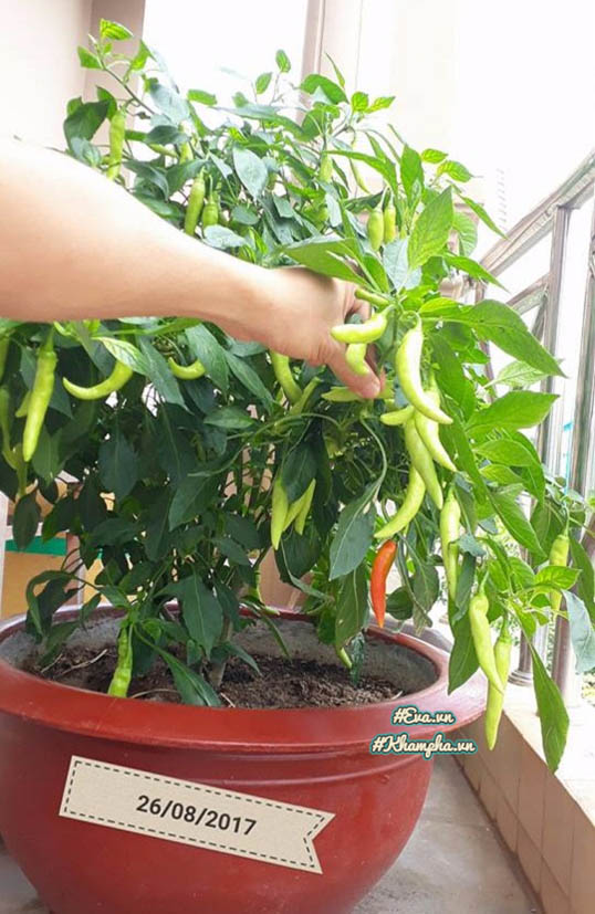 Ông bố Vũng Tàu bày cách trồng ớt sừng trâu ra 1000 quả amp;#34;ăn đã miệng, ngắm đã mắtamp;#34; - 8