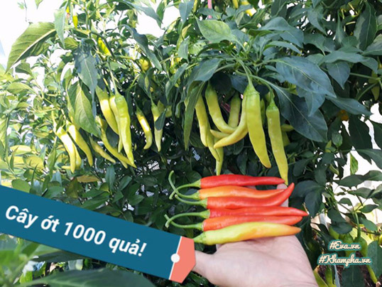 Ông bố Vũng Tàu bày cách trồng ớt sừng trâu ra 1000 quả amp;#34;ăn đã miệng, ngắm đã mắtamp;#34; - 2