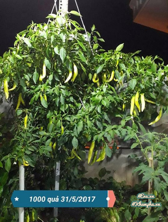 Ông bố Vũng Tàu bày cách trồng ớt sừng trâu ra 1000 quả amp;#34;ăn đã miệng, ngắm đã mắtamp;#34; - 3