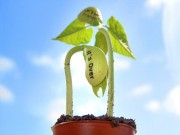 Làm mẹ - Truyện cổ tích: Sự tích hạt đậu