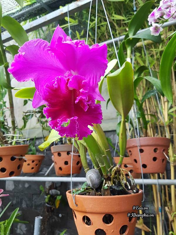 Mẹ Đà Nẵng amp;#34;biếnamp;#34; sân gạch chỉ 30m² trước nhà thành vườn hoa lan rực rỡ - 7