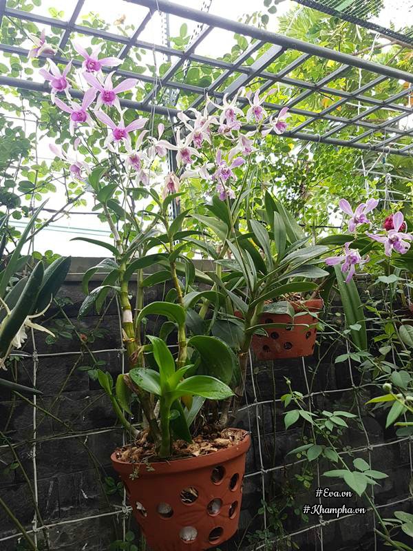 Mẹ Đà Nẵng amp;#34;biếnamp;#34; sân gạch chỉ 30m² trước nhà thành vườn hoa lan rực rỡ - 8