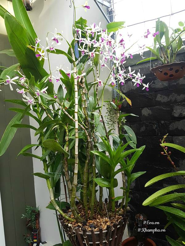 Mẹ Đà Nẵng amp;#34;biếnamp;#34; sân gạch chỉ 30m² trước nhà thành vườn hoa lan rực rỡ - 9