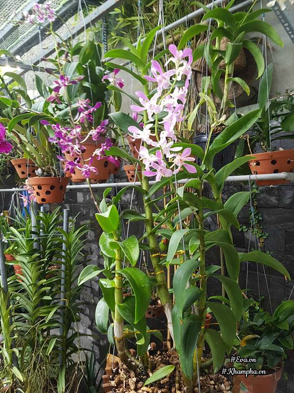 Mẹ Đà Nẵng amp;#34;biếnamp;#34; sân gạch chỉ 30m² trước nhà thành vườn hoa lan rực rỡ - 10