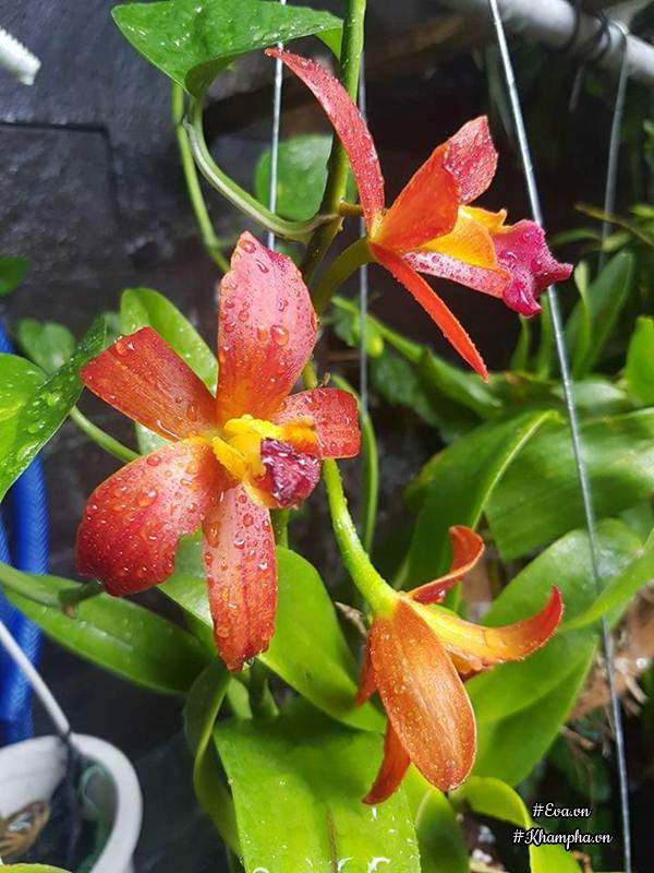 Mẹ Đà Nẵng amp;#34;biếnamp;#34; sân gạch chỉ 30m² trước nhà thành vườn hoa lan rực rỡ - 11