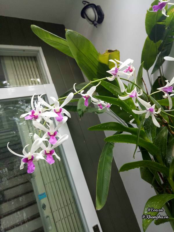 Mẹ Đà Nẵng amp;#34;biếnamp;#34; sân gạch chỉ 30m² trước nhà thành vườn hoa lan rực rỡ - 12