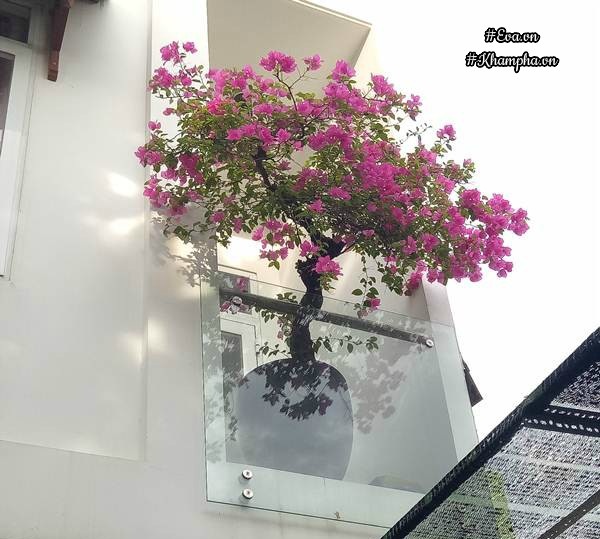 Mẹ Đà Nẵng amp;#34;biếnamp;#34; sân gạch chỉ 30m² trước nhà thành vườn hoa lan rực rỡ - 6