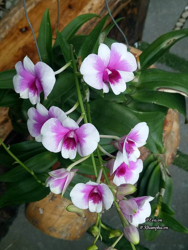 Mẹ Đà Nẵng amp;#34;biếnamp;#34; sân gạch chỉ 30m² trước nhà thành vườn hoa lan rực rỡ - 18