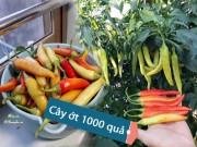 Nhà đẹp - Ông bố Vũng Tàu bày cách trồng ớt sừng trâu ra 1000 quả "ăn đã miệng, ngắm đã mắt"