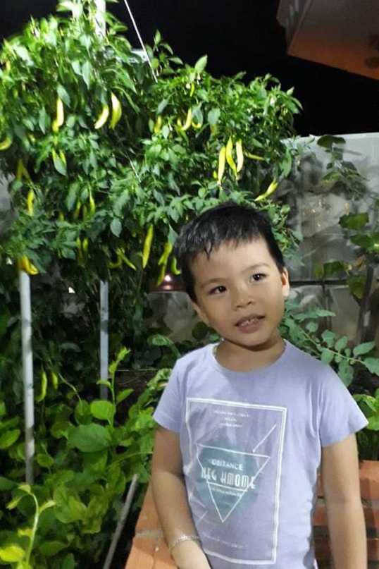 Ông bố Vũng Tàu bày cách trồng ớt sừng trâu ra 1000 quả amp;#34;ăn đã miệng, ngắm đã mắtamp;#34; - 12