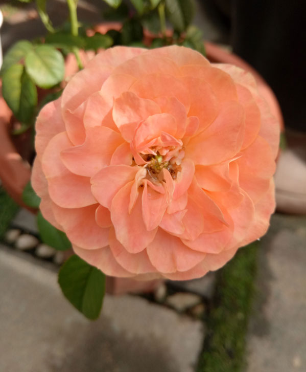 Mẹ Đà Nẵng amp;#34;biếnamp;#34; sân gạch chỉ 30m² trước nhà thành vườn hoa lan rực rỡ - 19