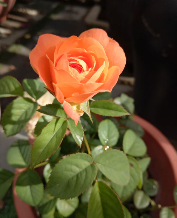 Mẹ Đà Nẵng amp;#34;biếnamp;#34; sân gạch chỉ 30m² trước nhà thành vườn hoa lan rực rỡ - 20