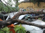 Tin tức - TP.HCM: Cô gái kêu cứu trong ô tô bị cây cổ thụ đè bẹp