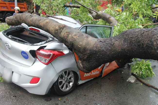 TP.HCM: Cô gái kêu cứu trong ô tô bị cây cổ thụ đè bẹp - 3