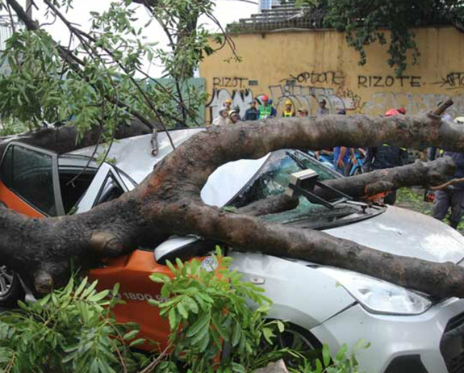 TP.HCM: Cô gái kêu cứu trong ô tô bị cây cổ thụ đè bẹp - 2