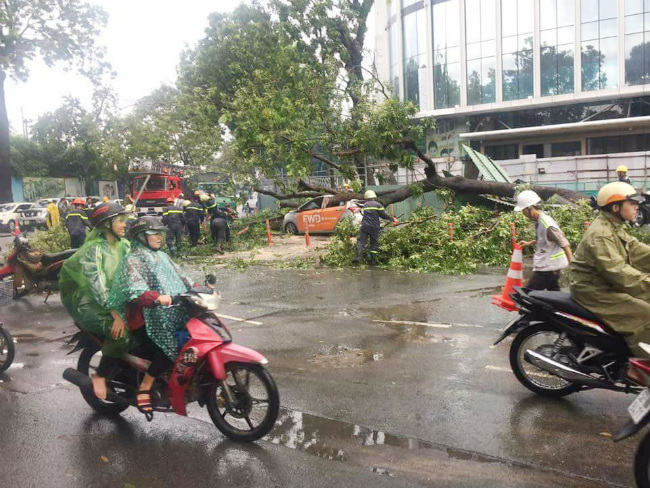 TP.HCM: Cô gái kêu cứu trong ô tô bị cây cổ thụ đè bẹp - 1