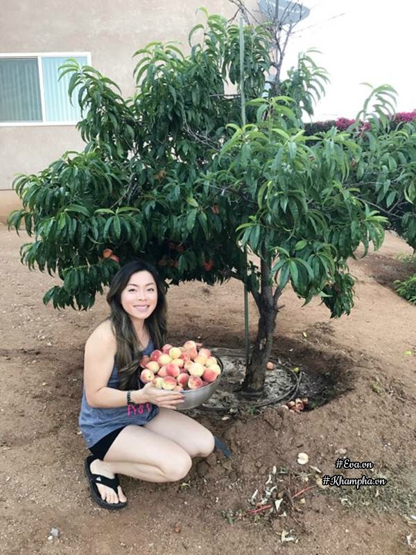 Vườn cây ăn quả 4000m² sai trĩu trịt vạn người mê của mẹ Việt ở Mỹ - 1