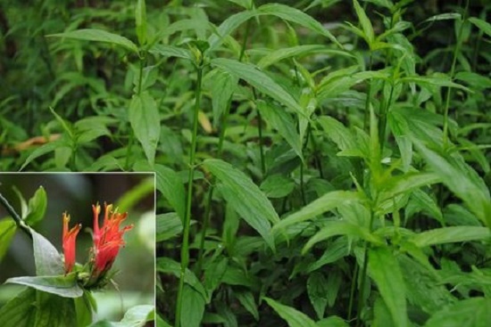 Cȃy xương khỉ: Loại cȃy mọc dại nhưng lại là amp;#34;thần dượcamp;#34; chṓng ung thư - 4