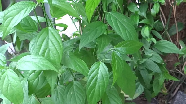 Cȃy xương khỉ: Loại cȃy mọc dại nhưng lại là amp;#34;thần dượcamp;#34; chṓng ung thư - 1