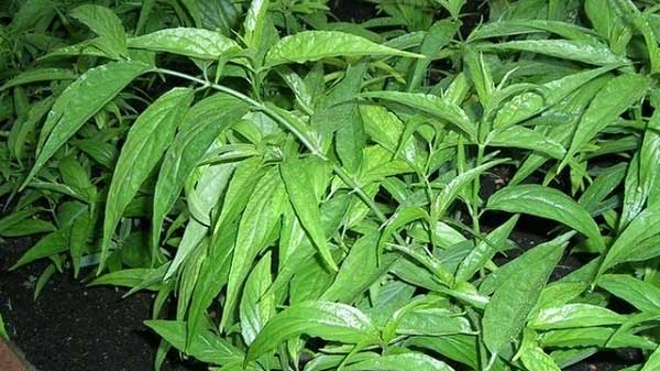 Cȃy xương khỉ: Loại cȃy mọc dại nhưng lại là amp;#34;thần dượcamp;#34; chṓng ung thư - 5