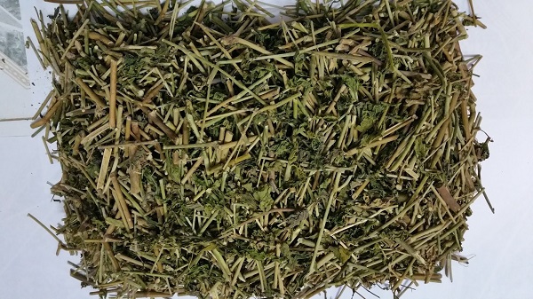 Cȃy xương khỉ: Loại cȃy mọc dại nhưng lại là amp;#34;thần dượcamp;#34; chṓng ung thư - 3