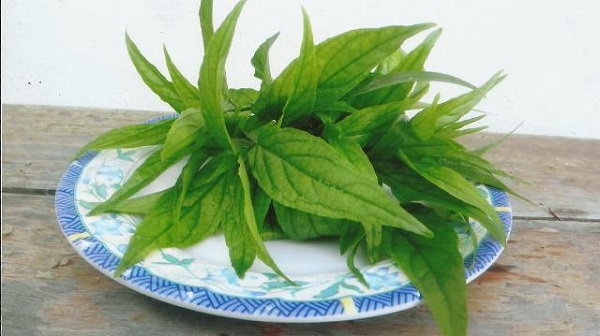 Cȃy xương khỉ: Loại cȃy mọc dại nhưng lại là amp;#34;thần dượcamp;#34; chṓng ung thư - 2