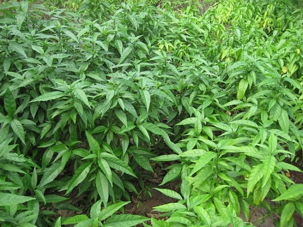 Cȃy xương khỉ: Loại cȃy mọc dại nhưng lại là amp;#34;thần dượcamp;#34; chṓng ung thư - 6