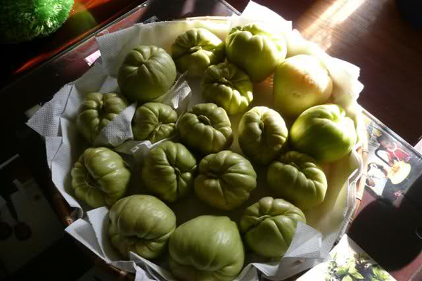 Tách hạt su su cho vào cốc rồi đem trồng, vài tháng sau có cả giàn sai trĩu - 1