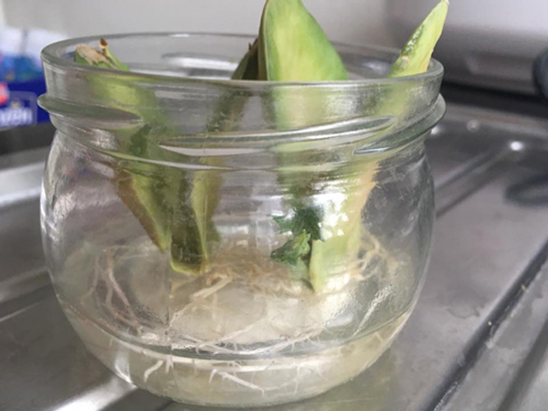 Tách hạt su su cho vào cốc rồi đem trồng, vài tháng sau có cả giàn sai trĩu - 4