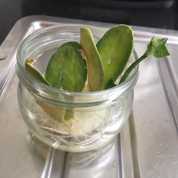 Tách hạt su su cho vào cốc rồi đem trồng, vài tháng sau có cả giàn sai trĩu - 5